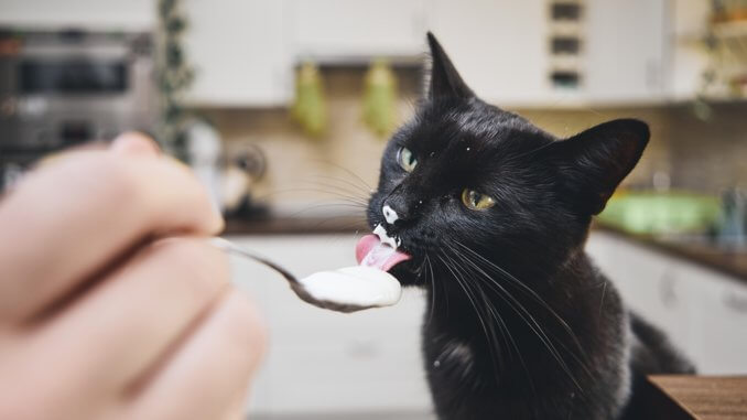 Katze bekommt Joghurt