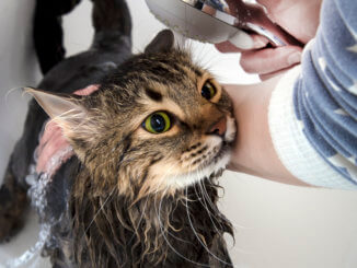 Katze badet mit Katzenshampoo