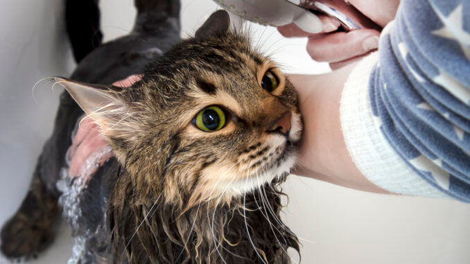 Katze badet mit Katzenshampoo