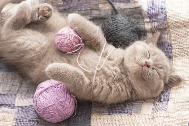 Katze gurrt Katze gurrt