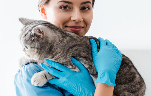 Katze mit Schilddrüsenunterfunktion beim Tierarzt