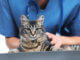 Katze mit Schilddrüsenüberfunktion