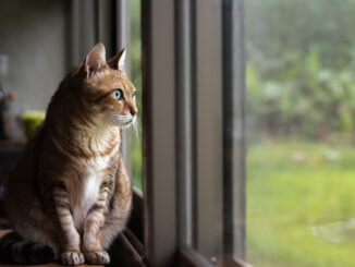 Der Fensterschutz sichert die Katze