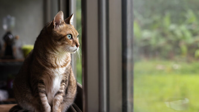 Der Fensterschutz sichert die Katze