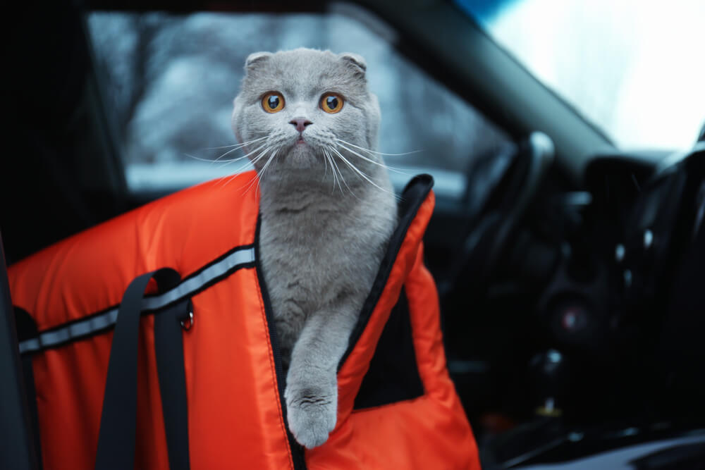 Katzentransporttasche im Auto