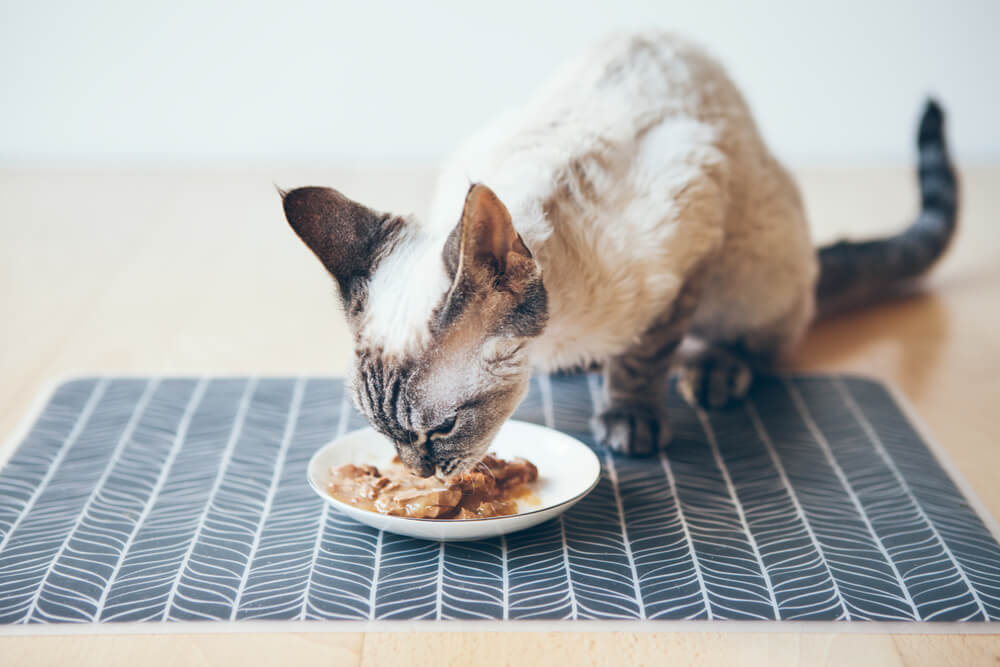 Die richtige Ernährung für die Katze