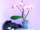 Katze neben einer giftigen Orchidee