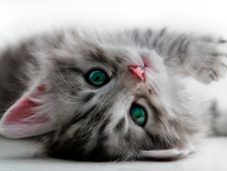 weibliches Katzenbaby
