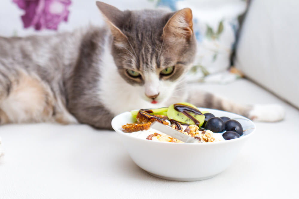 Katze frisst Früche und Joghurt