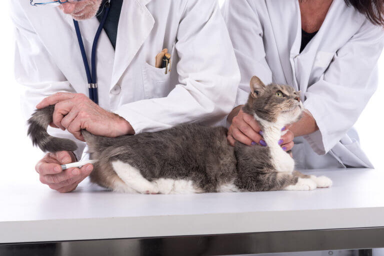 Luxus Katze Fieber Messen Ebenbild
