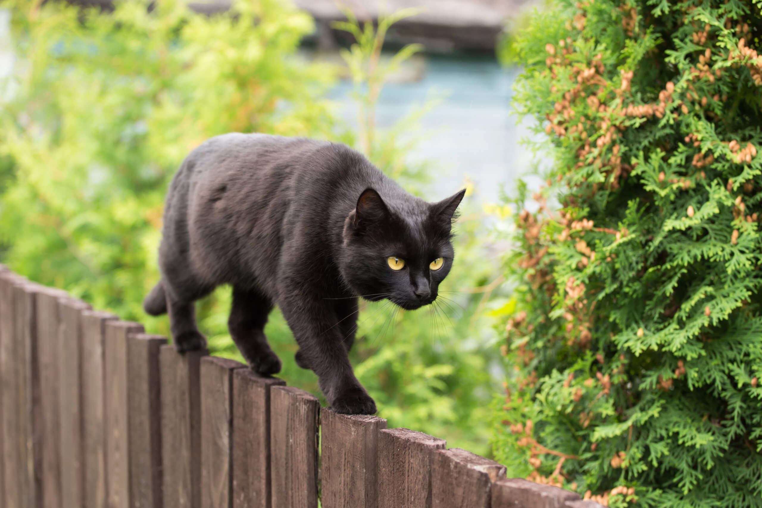 Schwarze Katze mit gelben Augen balanciert über einen Holzzaun