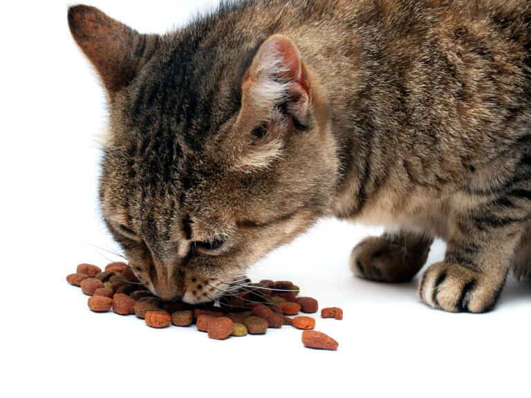 Katze leckt sich kahl