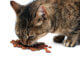 Katze frisst Trockenfutter