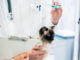 Fieber bei Katzen sollte immer durch Tierarzt untersucht werden