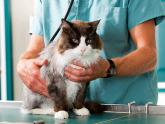 Katze mit Krankenversicherung beim Tierarzt