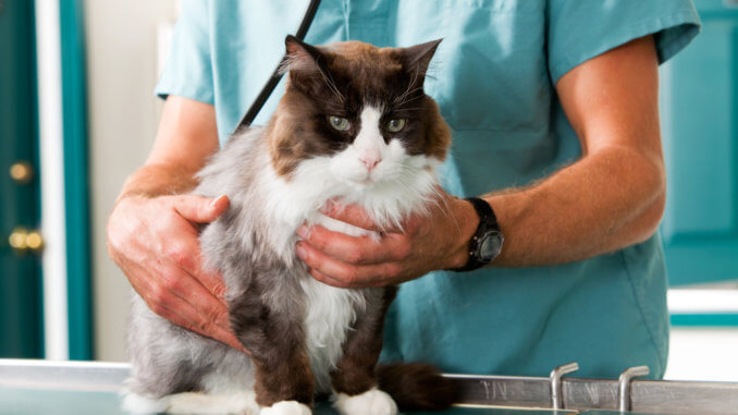 Katze mit Krankenversicherung beim Tierarzt