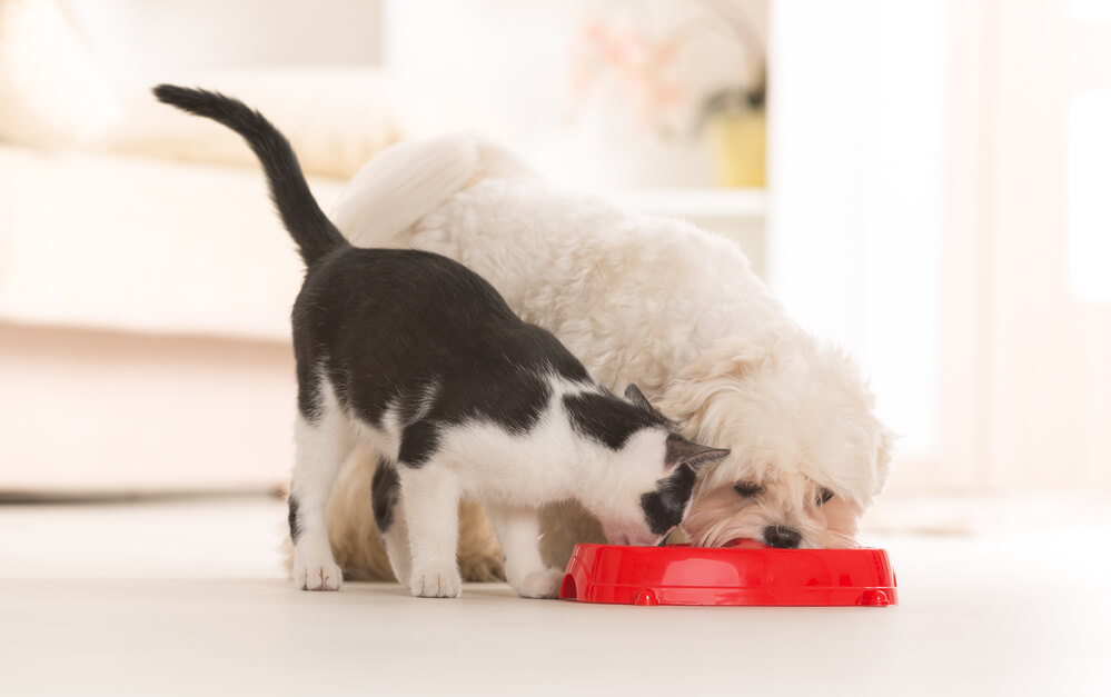 falsches Futter führt bei Katzen zu Erbrechen