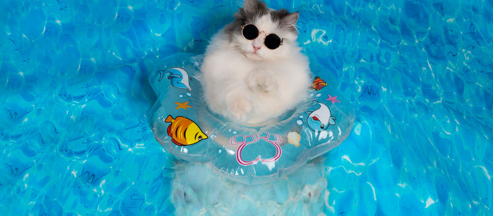 Katze im Katzenpool
