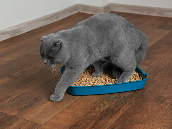 Wie Lange Dauert Blasenentzündung Bei Katzen Startseite Test & Vergleich auf katzenwelt.net