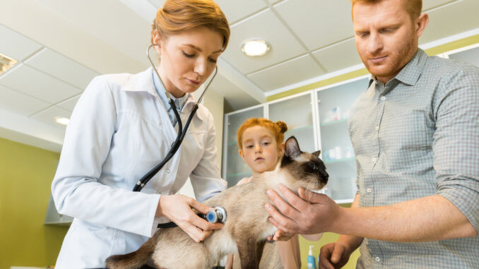 Katze mit Haarausfall beim Tierarzt