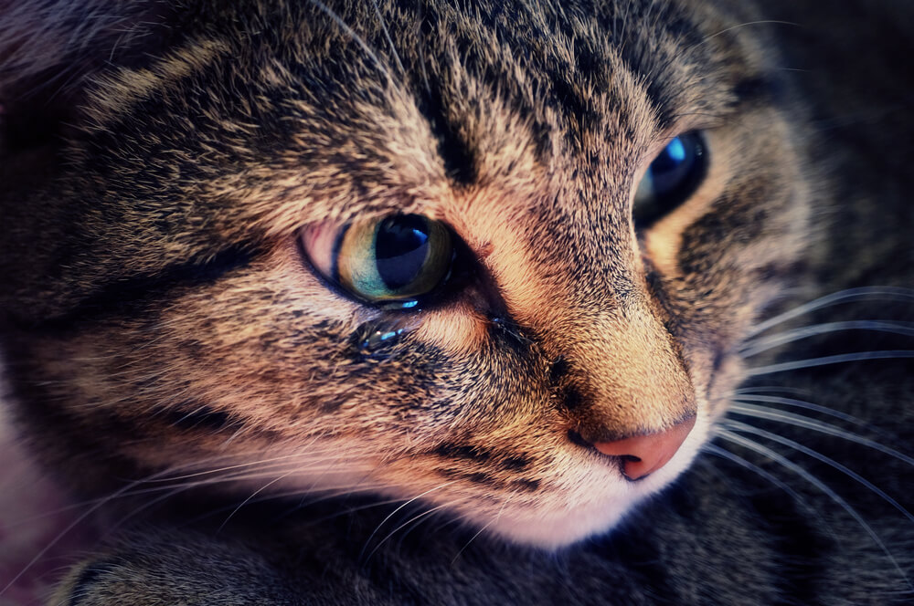 Katze Auge tränt