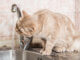 Katze trinkt nicht aus Keramik Brunnen sondern Wasserhahn
