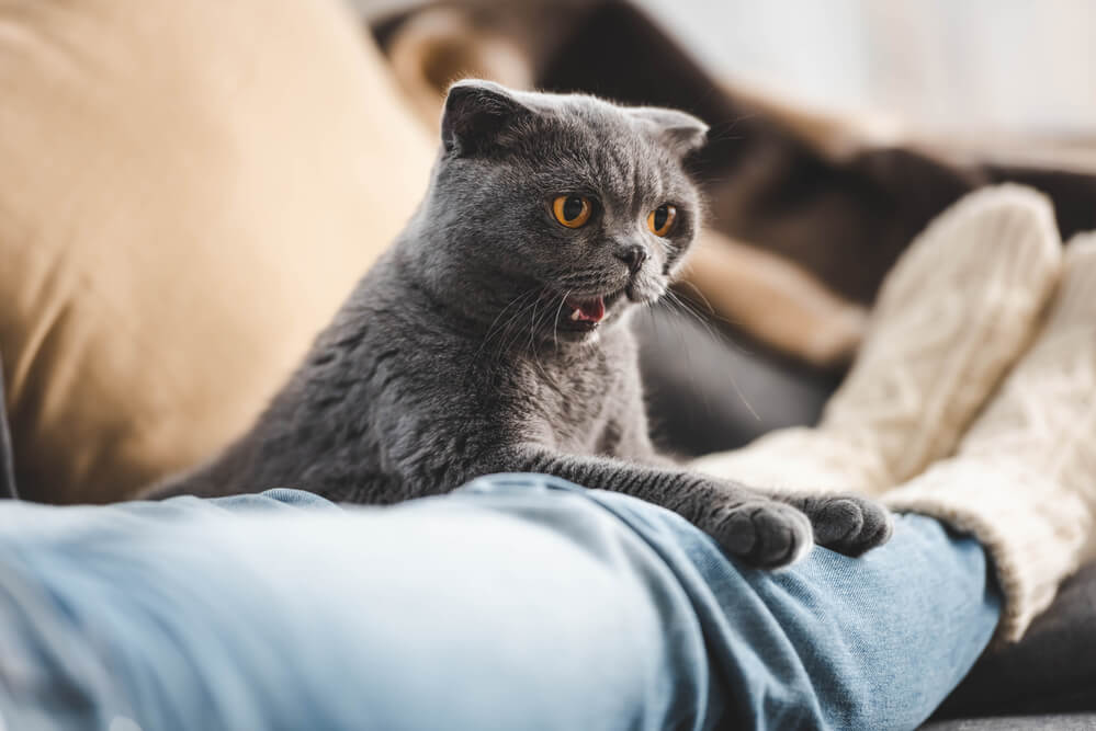 Katze würgt
