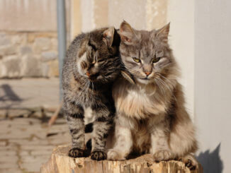 Zwei Katzen im Katzengehege