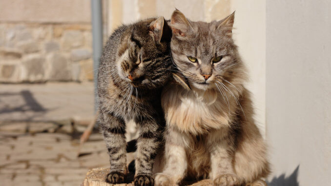 Zwei Katzen im Katzengehege