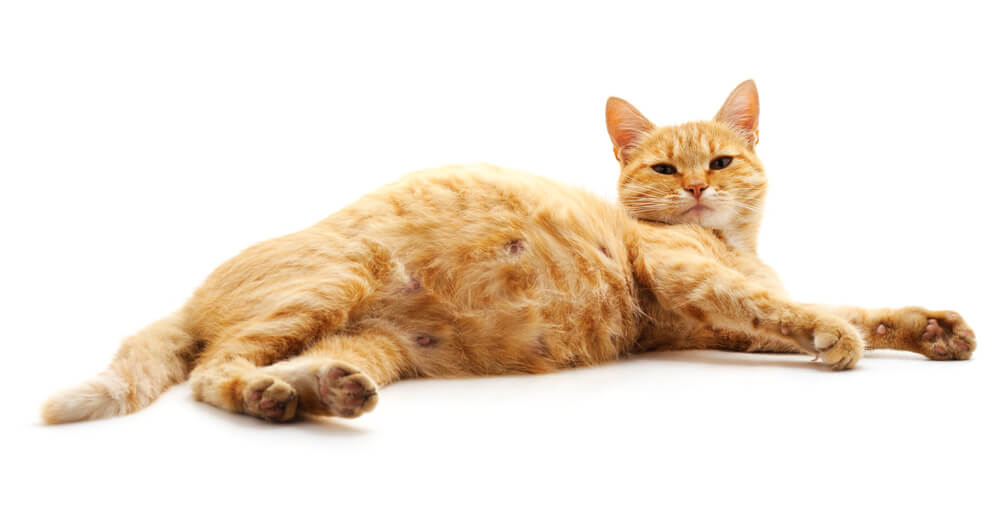 Wie lange tragen Katzen? Wie lange tragen Katzen?