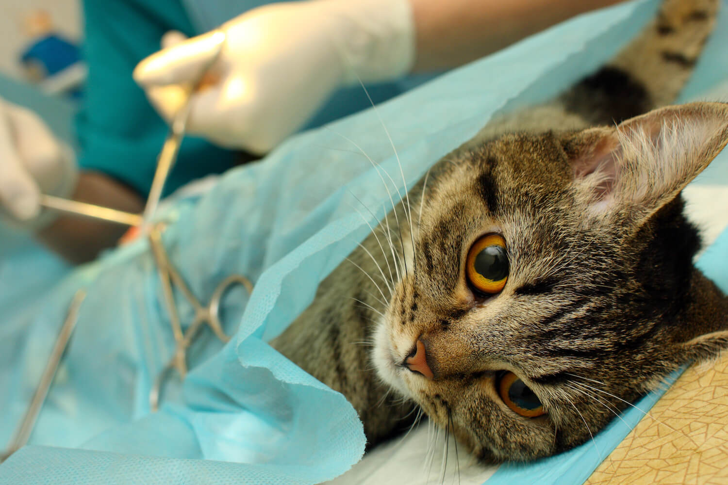 Katze wird kastriert