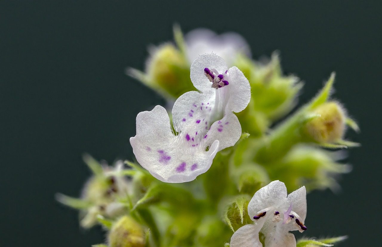 Weiße Blüten der Katzenminze mit violetten Tupfen vor dunklem Hintergrund